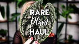 ANTHURIUM LUXURIANS IS EVERYTHING  Rare Plant Haul [upl. by Nikkie]