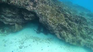 Galalpagos Snorkel 218 November 2023 at Devils Crown Floreana Island sharks a ray amp much more [upl. by Alyosha481]