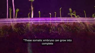 Somatic embryogenesis is the Plant Regeneration Power [upl. by Sedgewick]