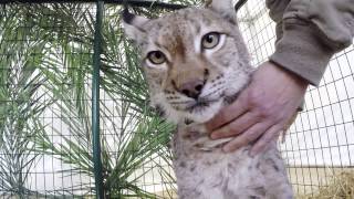 LINCE IBERICOMACHO ADULTO [upl. by Kemme]