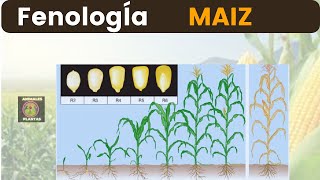 quotEl Maíz en Todas sus Etapas Fenología en Detalle 🌽🔍 [upl. by Clarisse]