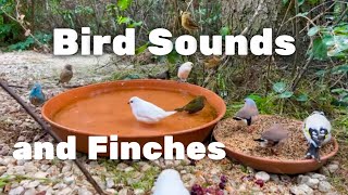 Large Finch Aviary  Aviary Birds  Softbills  Finches [upl. by Odracir]