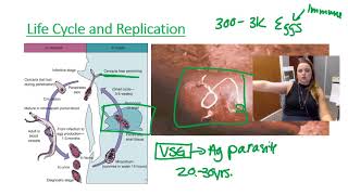 Schistosoma  Life Cycle of Schistosoma [upl. by Boyse]