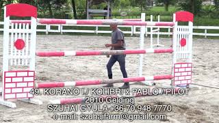 JUMPING HORSES FOR SALE 49 KORANO I  KOLIBRI x PABLO  PILOT 2010 Gelding [upl. by Ennoryt]