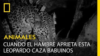 Esta leopardo recurre a tácticas de guerrilla para cenar babuino  NATIONAL GEOGRAPHIC ESPAÑA [upl. by Hoang]