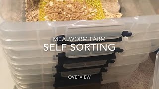 How to Raise Mealworms for your homestead and pets [upl. by Neesay868]