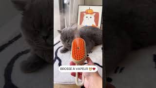 Je teste le fameux brosse à vapeur pour chat [upl. by Haroun]