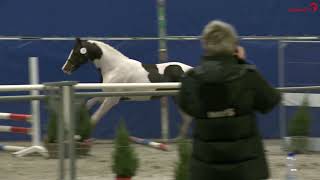 Zepp Zapatero vdl x Brainpower x Ed King Hill NH goedgekeurde NRPS hengst 2023 [upl. by Mamie]