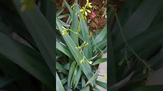 Dianella ensifoliadianella lilygardenplants gardeninggarden nature [upl. by Toiboid]