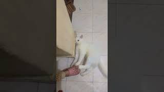 Turkish Angora Catfunny shot [upl. by Vogeley721]