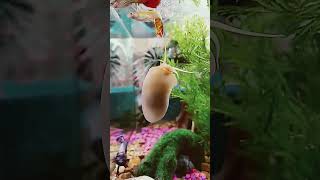 snail gastropod aquarium fish water shorts [upl. by Booze]