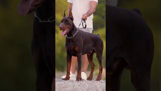 doberman dobermanpinscher puppies dobermanattack dobermanbarking dogbreeds canecorso hunter [upl. by Andrey]