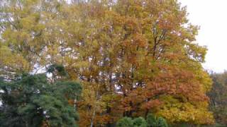 A Vivaldi quotThe Four Seasonsquot  Autumn [upl. by Inah]