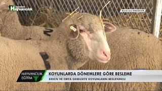 Hayvancılık Eğitim  Gebelik Döneminde Koyunların Beslenmesi [upl. by Yelrahs]