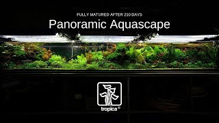 HUGE Panoramic Aquascape  210 Day Update [upl. by Arodoet]