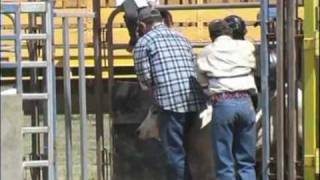 What happens at the cooktown rodeo [upl. by Aihk116]