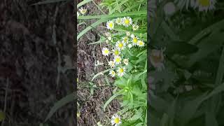 ヒメジョオン花 Erigeron annuus fleabane flowers [upl. by Macswan169]