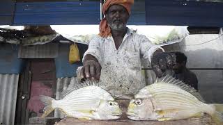 SILVER BIDDY FISH CUTTING VIDEOVD159KASIMEDU FISH CUTTING VIDEOSEAFOODPULICAT ANGLERS [upl. by Aicinoid368]