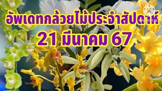 อัพเดทกล้วยไม้ประจำสัปดาห์ 21 มีนาคม 67quot จำหน่ายกล้วยไม้คุณภาพดีราคาถูกquot [upl. by Ingles720]