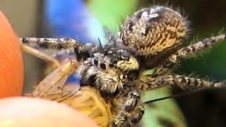 Hand Feeding my Jumping Spider [upl. by Omura]