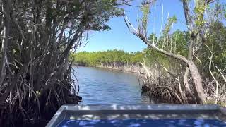 Everglades City Airboat Tours [upl. by Atinomar]