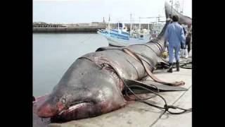 Strange creatures found on beach after Japanese Tsunami [upl. by Islehc]