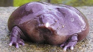 WEIRD PURPLE FROG [upl. by Plato]