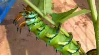 Hickory Horned Devil Caterpillar part 2 [upl. by Menendez]