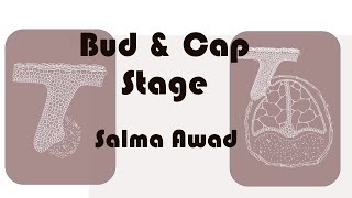 Drawing of Bud and Cap stage  Tooth Development 1 [upl. by End867]