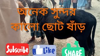 কালো ছোট ষাঁড় অনেক সুন্দর কালো ষাঁড় চাহিদা অনেক বেশি [upl. by Magena]