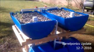 Barrel Aquaponics Update 1272010 [upl. by Hamford]