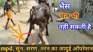 medial patellar desmotomy in cattle buffalo  mpd  सुन सरण का जादुई ऑपरेशन mpd viral [upl. by Phyllys]