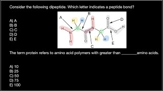 Polypeptide vs Protein what the difference [upl. by Bray]