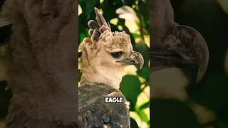 Harpy eagle The majestic predator of the rainforest  wildlife wonders [upl. by Yeldah]