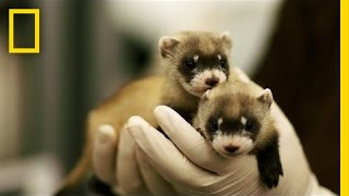 Ferret ​Babies Key to Species Rebound  National Geographic [upl. by Ardnwahsal149]