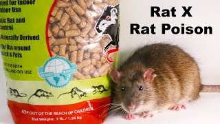 Best Rat Poisons of 2024 Our Top Picks [upl. by Nirret]