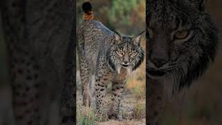 el lince iberico [upl. by Latreese]