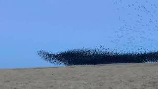 Starlings Murmuration Adrenaline [upl. by Llennod]