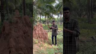 Termite homes can help increase ground water  follow for more coconut relevant videos [upl. by Novrej]