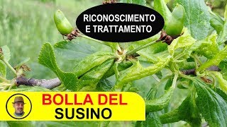 BOLLA DEL SUSINO riconoscimento e trattamento [upl. by Gnohp]