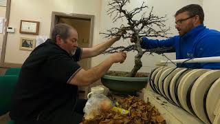 Experience the Magic of Akamatsu Club Witness the Creation of a Stunning New Beech Tree Bonsai [upl. by Jolie309]