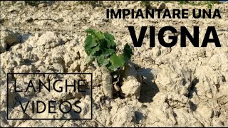 2 Il VIGNETO IMPIANTARE una vigna  Langhe Videos [upl. by Amlet631]