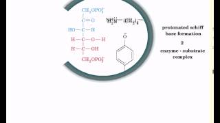 Reaction mechanism of aldolase [upl. by Agnese555]