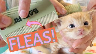 Ick These Kittens Need a Flea Bath How to tell if a kitten has fleasand what to do [upl. by Elleira359]