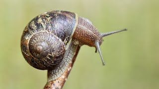 Only for lovers of snails and slugs Gastropods of Israel [upl. by Adnole583]