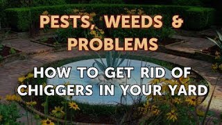 How to Get Rid of Chiggers in Your Yard [upl. by Annej]