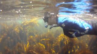 Snorkeling  Lovers Cove Avalon Catalina Island CA [upl. by Jayme]