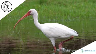 VOZ y LLAMADOS Ibis Blanco quotEudocimus albusquot American White Ibis quotAlas Resilientesquot Resiliente MX [upl. by Keverne]