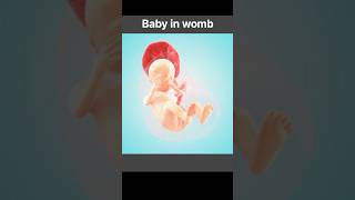 Babyfetus 13 weeks PregnancySizeDevelopmentSymptomspregnancytips babyinwomb 13weekpregnant [upl. by Esej]