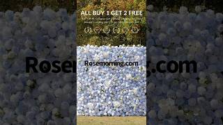 Rosemorning Flower Wall Sale Buy 1 get 2 Free flowerwall [upl. by Sy722]